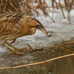 Great Bittern – Roerdomp – Botaurus stellaris