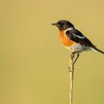 African Stonechat – Afrikanse Roodborst Tapuit – Saxicola torquatus