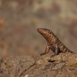 Giant Plated Lizard – Gerrhosaurus validus