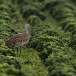 Great Bustard – Grote Trap – Otis tarda