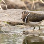 Common Greater Painted-snipe – Goudsnip – Rostratula benghalensis