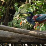 Agami Heron – Agamireiger – Agamia agami