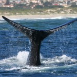 Southern Right whale – Zuidkaper – Eubalaena australis