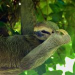 Three-toed Sloths – Drievingerige Luiaards – Bradypus variegatus