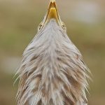 White-tailed Eagle – Zeearend –  Haliaeetus albicilla