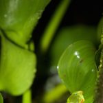 Red-eyed Tree Frog – Roodoogmakikikker – Agalychnis callidryas