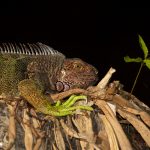 Green Iguana – Groene leguaan – Iguana iguana