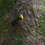 Eastern Yellow Robin – Groenstuitvliegenvanger – Eopsaltria australis