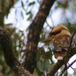 Laughing kookaburra – Lachvogel – Dacelo novaeguineae
