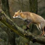 Red fox – Vos – Vulpes vulpes