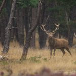 Red Deer – Edelhert – Cervus elaphus