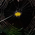 Yellow Spiny Orbweather Spider – Gasteracantha cancriformis