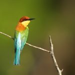 Chestnut-headed Bee-eater – Bruinkopbijeneter – Merops leschenaulti