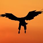 White-tailed Eagle – Zeearend –  Haliaeetus albicilla