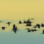 Common Crane – Kraanvogel – grus grus