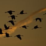 Common Crane – Kraanvogel – grus grus