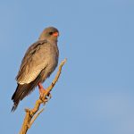 Southern Pale chanting goshawk – Zuiderlijke zanghavik – Melierax canorus