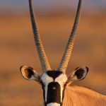 Oryx – Gemsbok – Oryx gazella