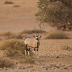 Oryx – Gemsbok – Oryx gazella