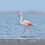 Greater Flamingo – Flamingo – Phoenicopterus roseus