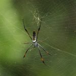 Red-legged Golden orb-web spider – Nephila inaurata