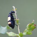 Blister Beetle – Meloidae oculata