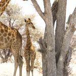 Angolan giraffe  – Angolagiraf – Giraffa giraffa angolensis