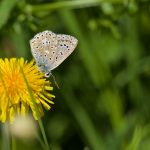 Chalkhill blue – Bleekblauwtje – Polyommatus coridon