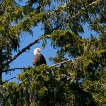 Bald Eagle – Amerikaanse zeearend – Haliaeetus leucocephalus