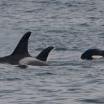 Killer whale or Orca – Orka – Orcinus orca