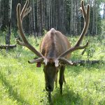 Elk or Wapiti – Wapiti – Cervus canadensis