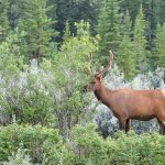 Elk or Wapiti – Wapiti – Cervus canadensis