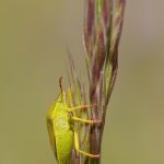 Green shield bug – Groene Stink Wants – Palomena prasina