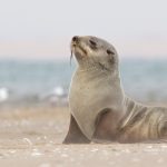 Brown fur seal – Kaapse pelsrob – Arctocephalus pusillus pusillus