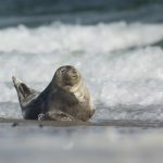Harbor seal – Gewone Zeehond – Phoca vitulina