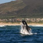 Southern right whale – Zuidkaper – Eubalaena australis