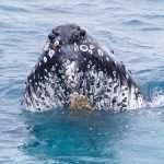 Humpback Whale Australia 2018