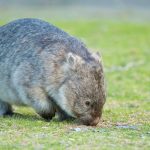 Wombat – Vombatidae