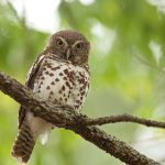 African Barred Owlet – Kaapse Dwerguil – Glaucidium capense