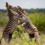Plains zebra – Steppenzebra – Equus burchellii
