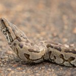 Southern African Python – Zuidelijke Afrikaanse Rots Python – Python natalensis