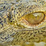 Nile crocodile – Nijlkrokodil – Crocodylus niloticus