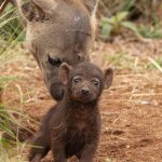 Spotted hyena – Gevlekte hyena – Crocuta crocuta