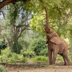 African elephant – Afrikaanse Olifant – Loxodonta africana