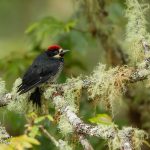 Acorn Woodpecker – Eikelspecht – Melanerpes formicivorus
