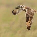 Short-eared owl – Velduil – Asio flammeus
